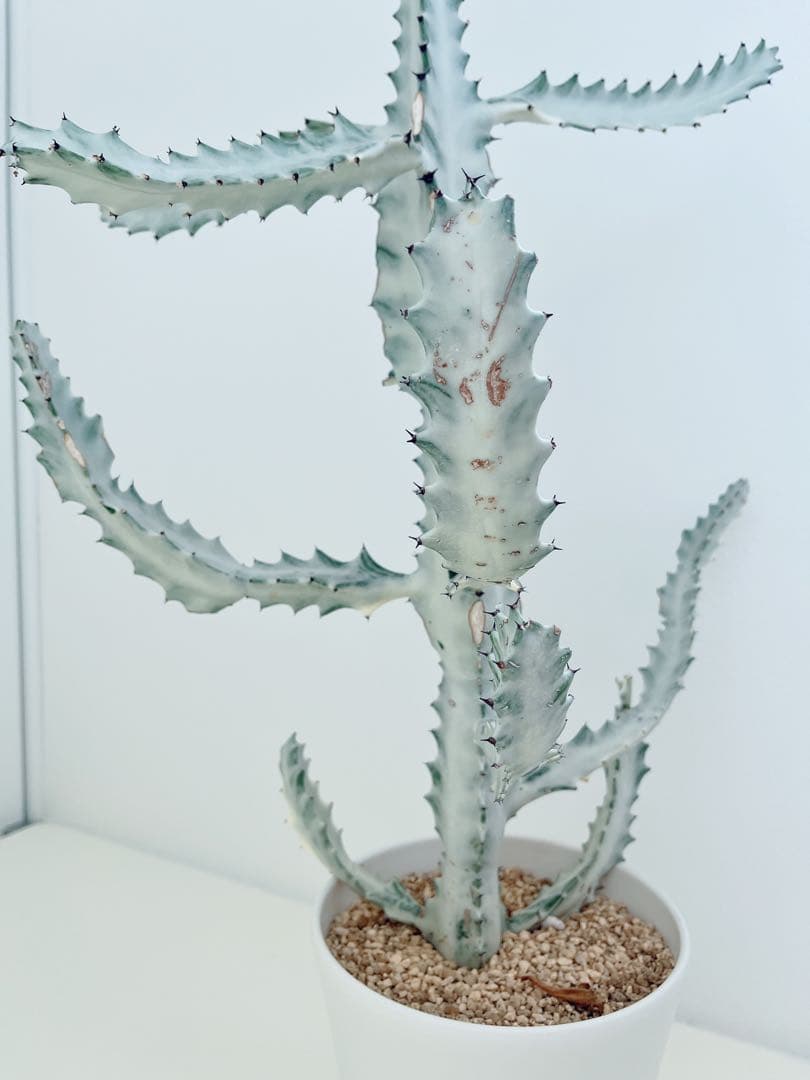 ホワイトゴースト　ユーフォルビア　　インテリアグリーン　サボテン　大型