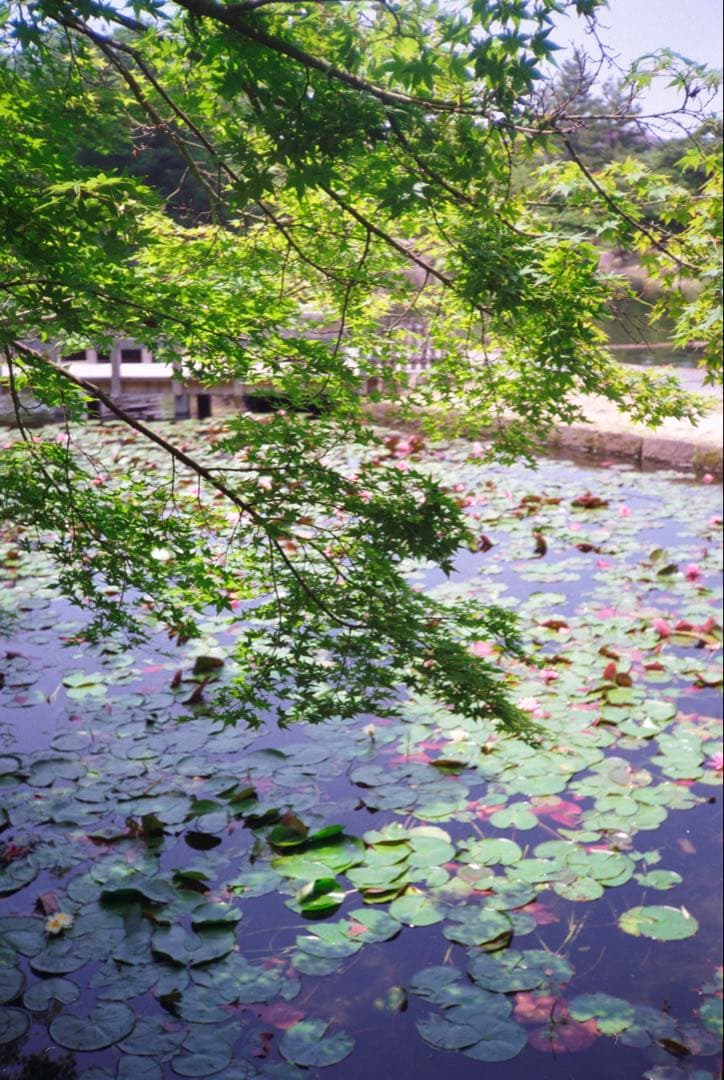 KONICA C35 flashmatic 整備、テスト撮影済み　271132