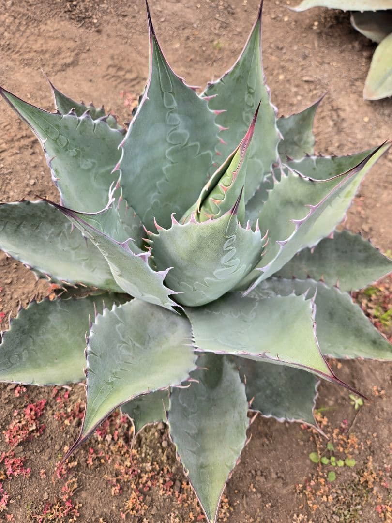 アガベ　パラサナ×マルガリータ　ハイブリッド　親株