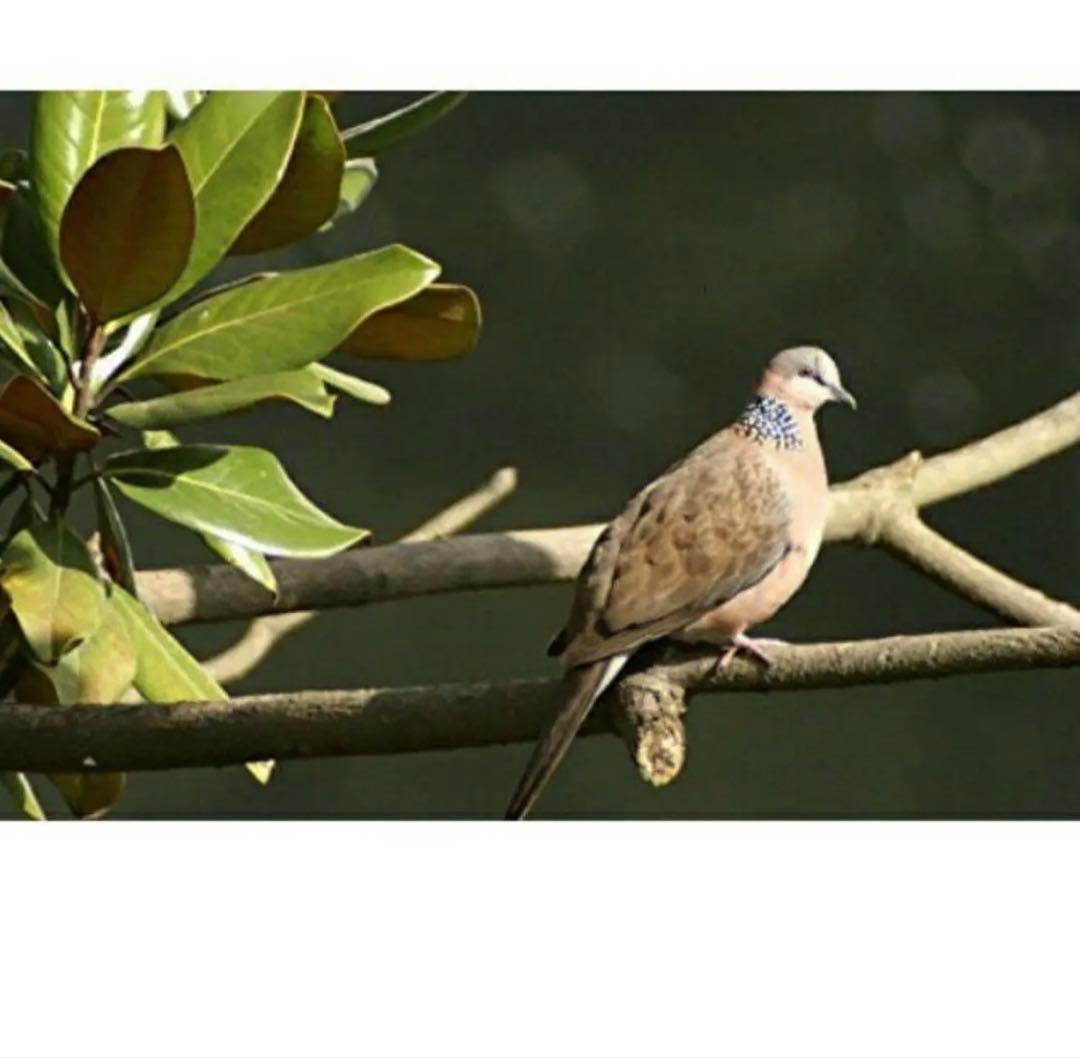 Canon一眼レフ用ズームレンズ！初心者サポート付き！袋付き！即決アダプター付き