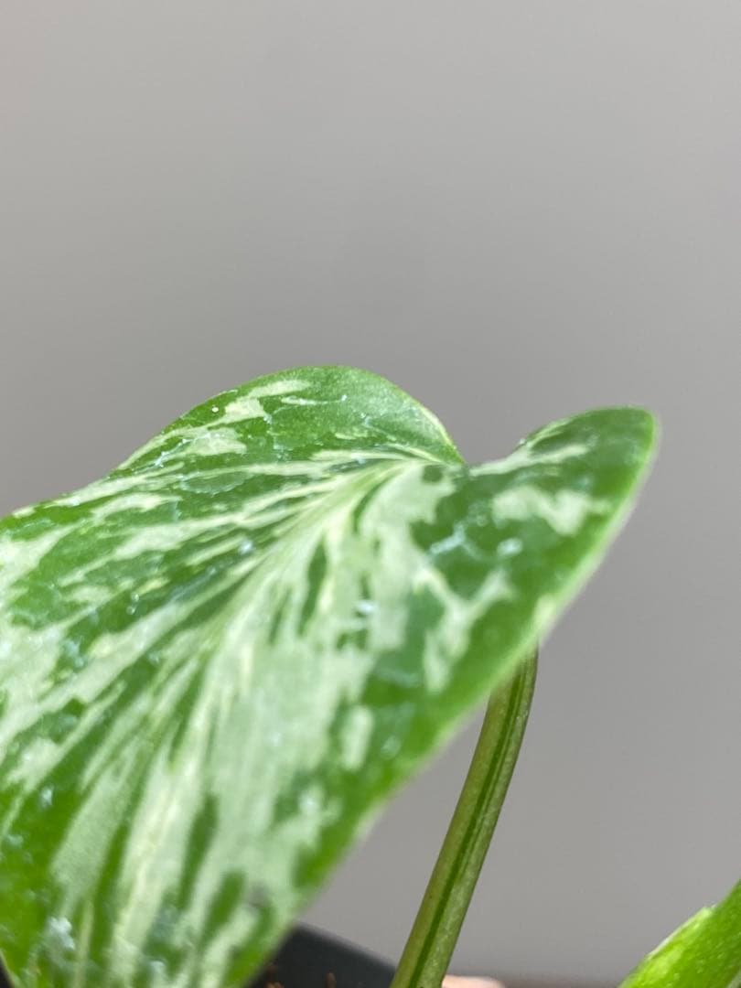 T*T様 【将来有望株‼️】モンステラ　デリシオーサ　バルバソー　フシギダネ/ベ