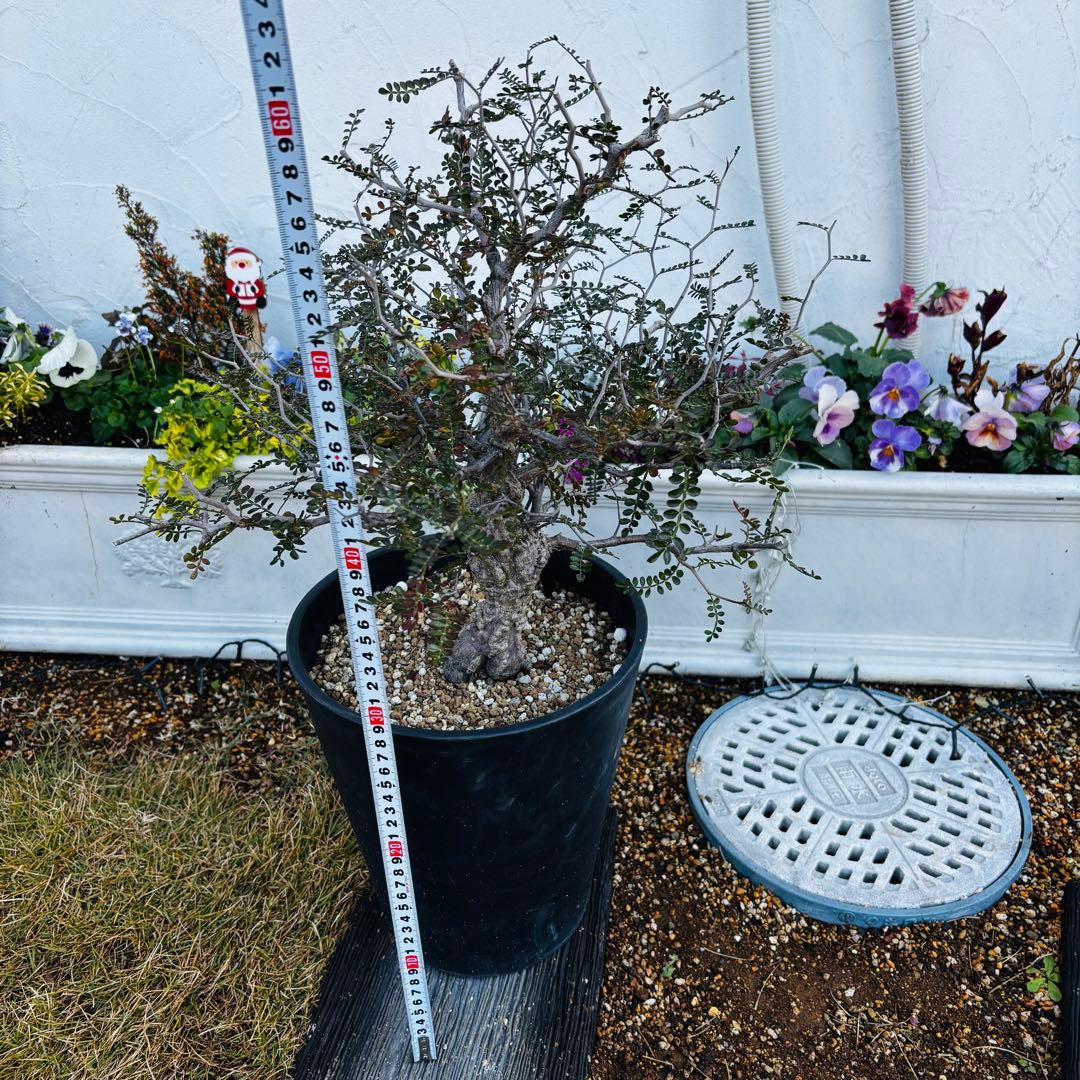 【コレクション株】 大株 実生 オペルクリカリア パキプス 雄株 毎年開花