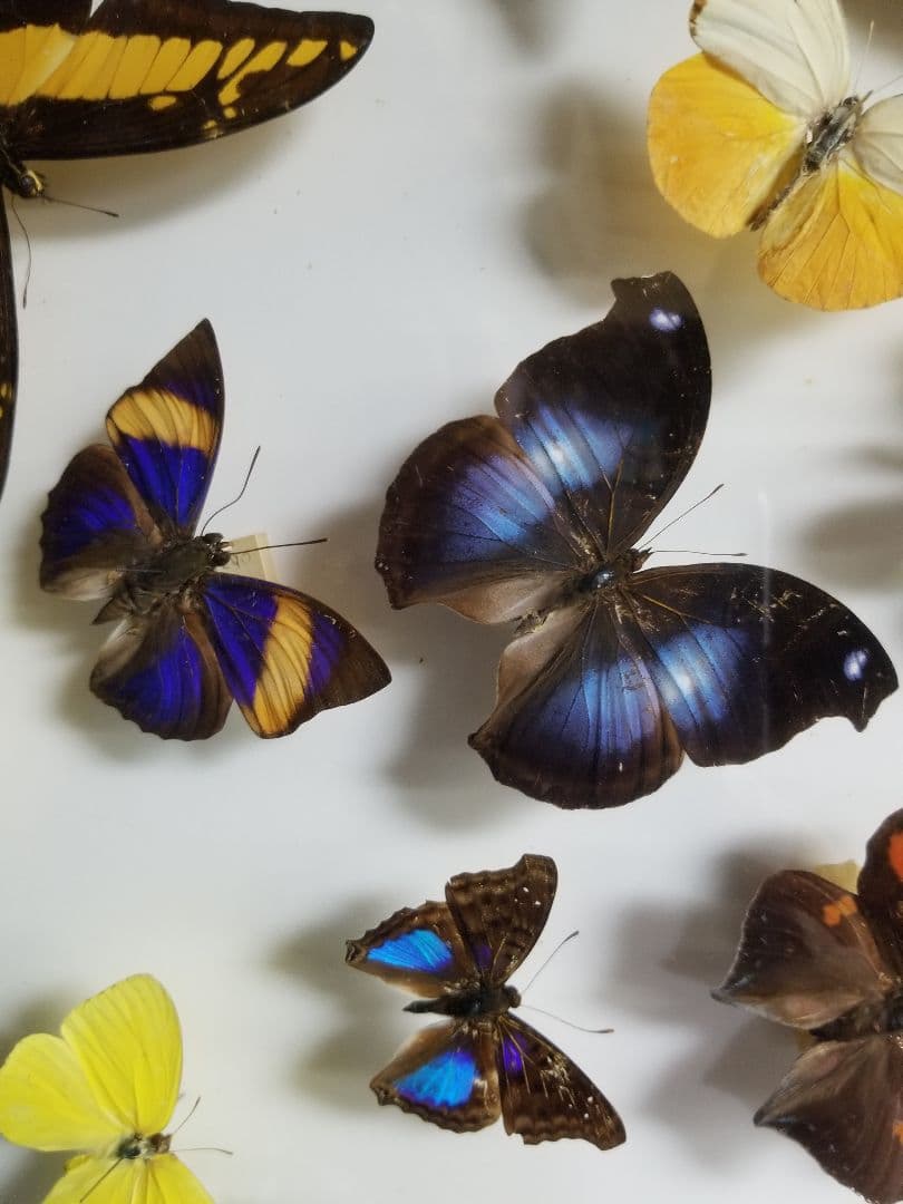 蝶々色々 標本 ナルキ♂️(亜種)含む