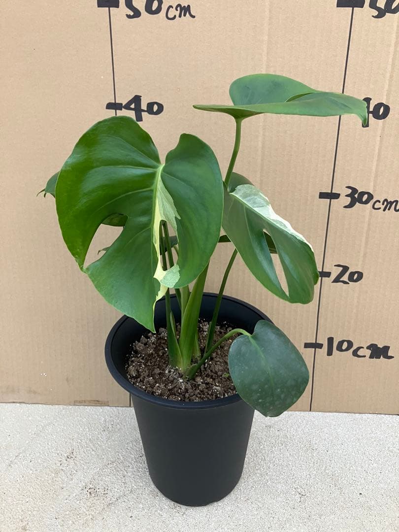 モンステラ　デリシオーサ実生株　斑入り　変異株　2鉢セット