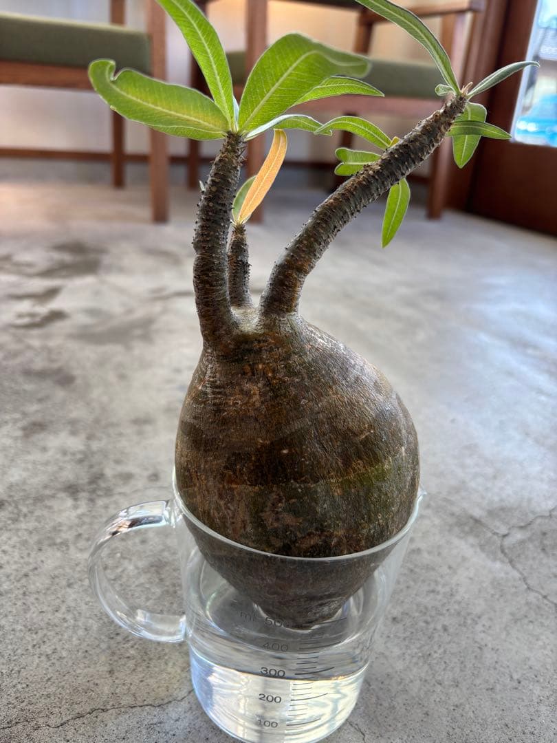 グラキリス　ベアルート