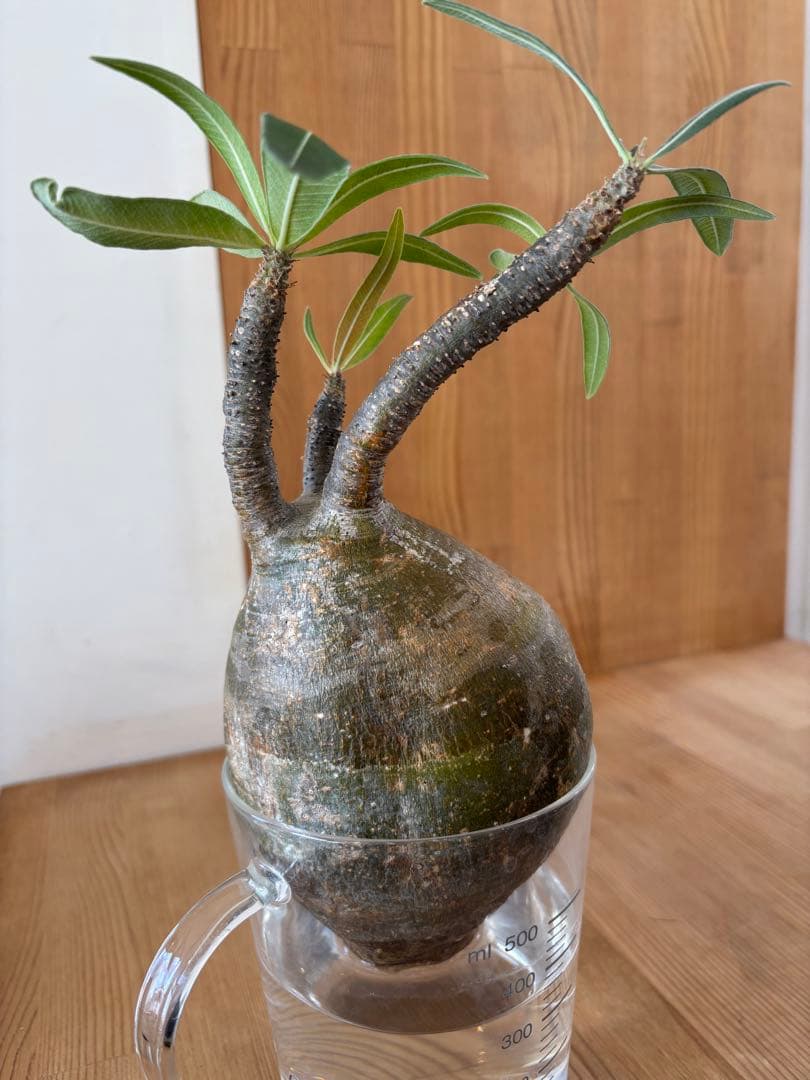 グラキリス　ベアルート