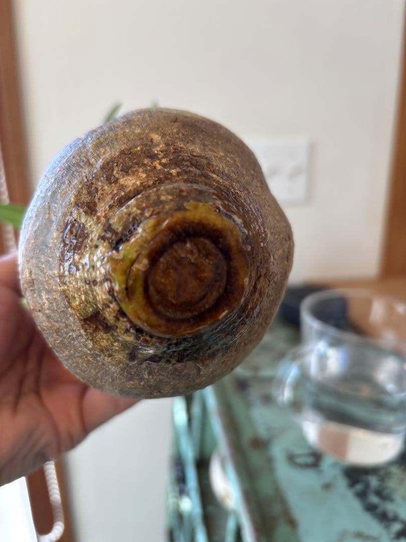 グラキリス　ベアルート