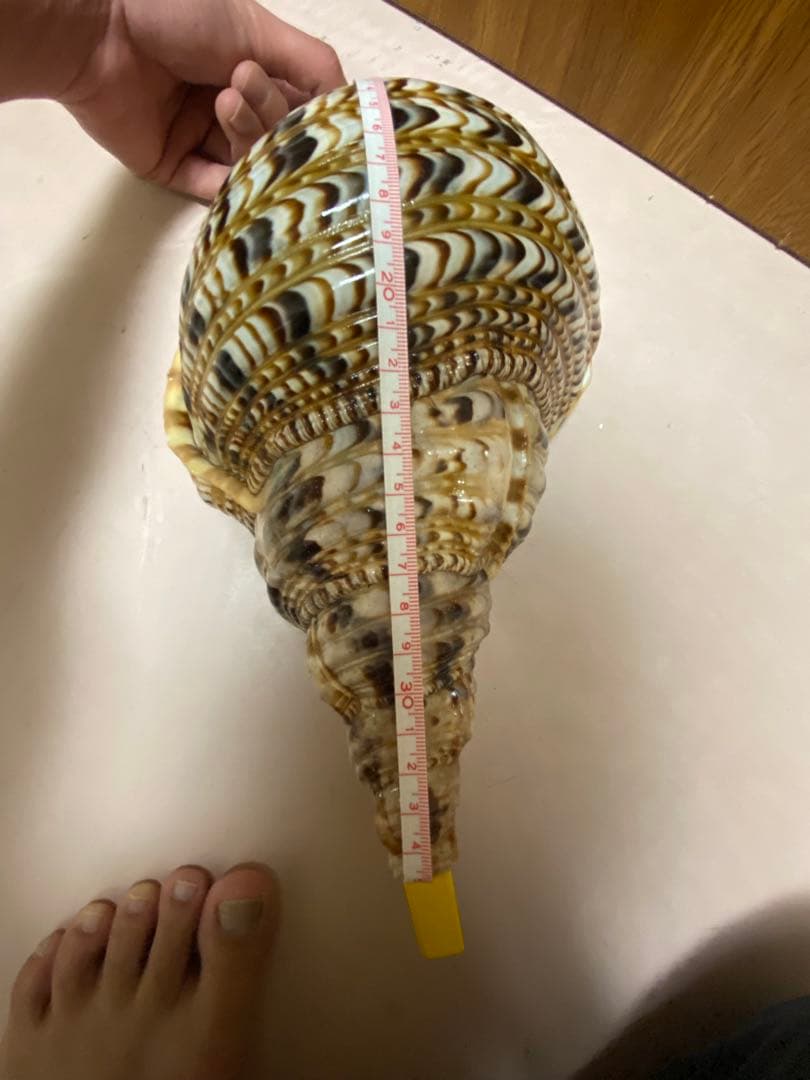 法螺貝　新鮮なホラ貝 色味や模様がとても美しい　35cm 900グラム前後