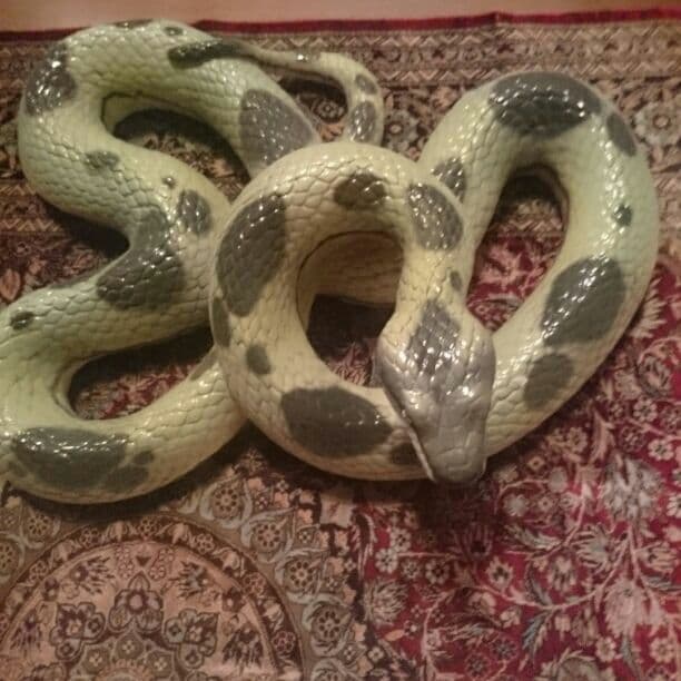 珍品コブラ価格相談宜しくです！