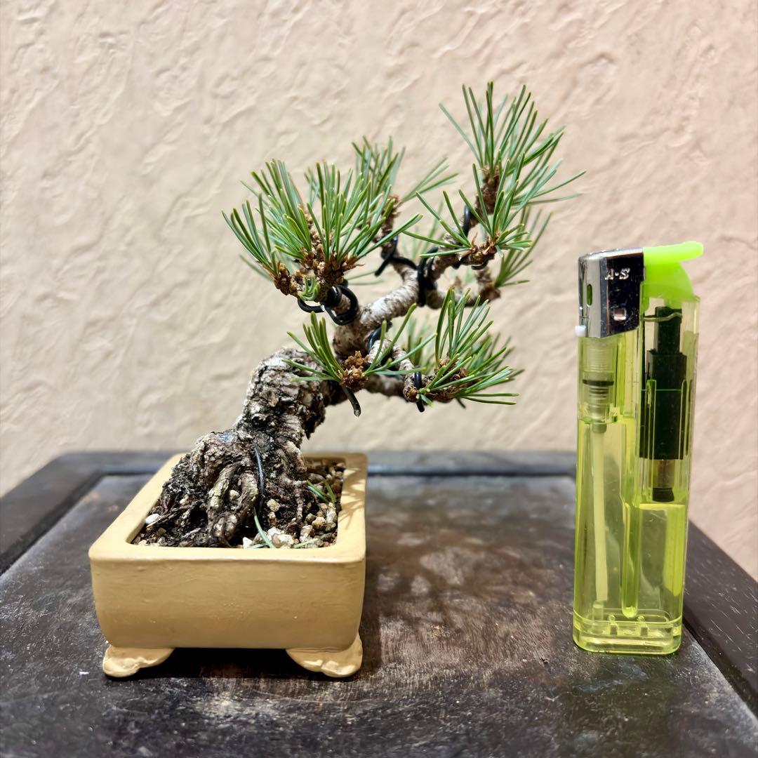 逸品！葉先までわずか9㎝　宮島五葉松　ミニ　小品　盆栽　真柏　黒松　紫陽花　楓