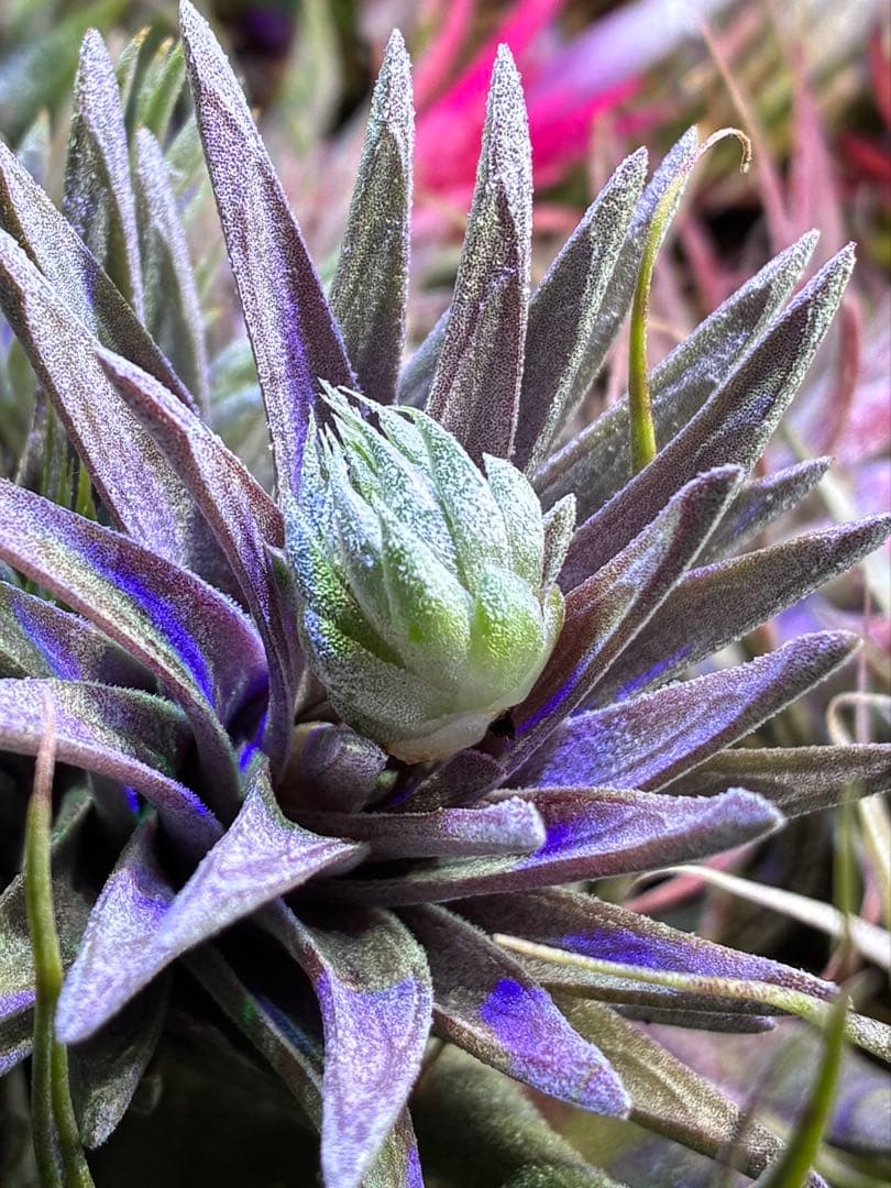 s*r様 Tillandsia ionantha 'Apretado' RFI