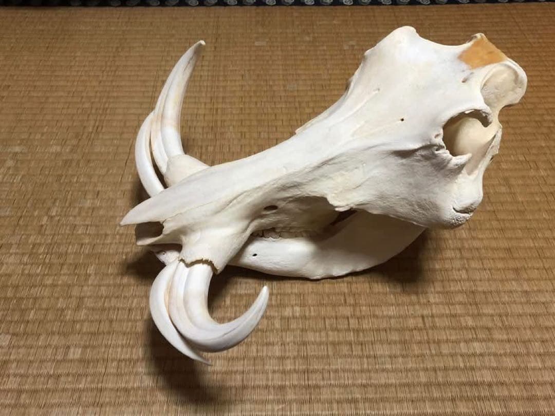 ※ pukupiku8thunder 最大級！イボイノシシの頭骨