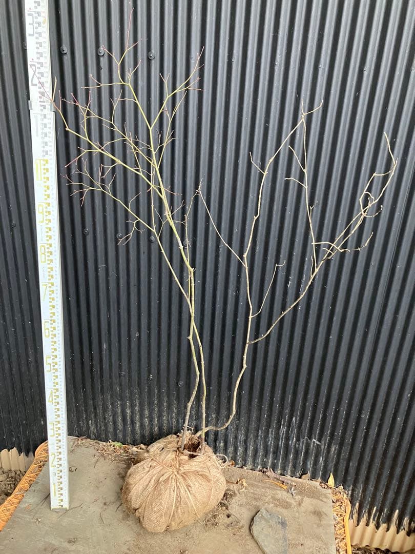 山採り　コハウチワカエデ　アオダモ