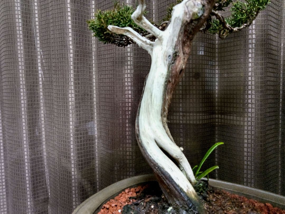 【中品　真柏盆栽】　　　　　⭕お薦め品❗樹高48㎝