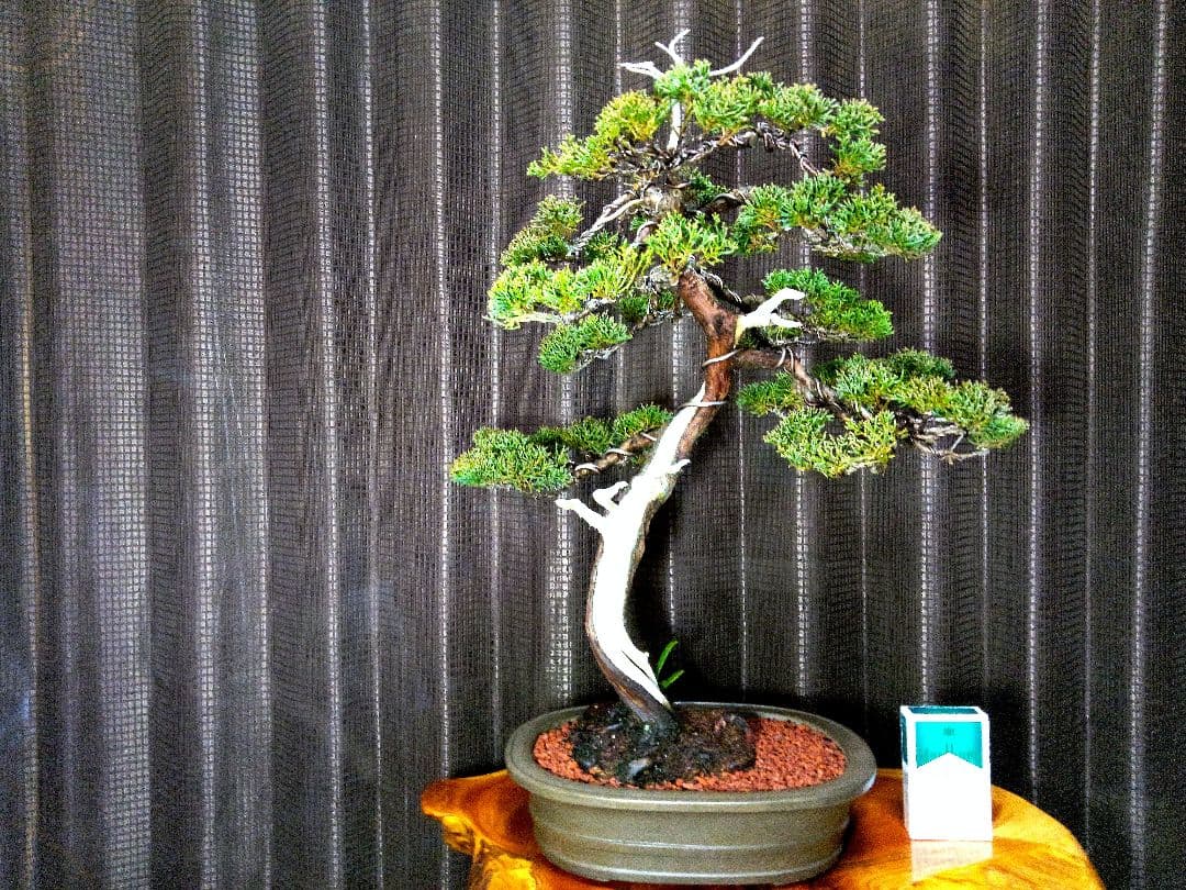 【中品　真柏盆栽】　　　　　⭕お薦め品❗樹高48㎝