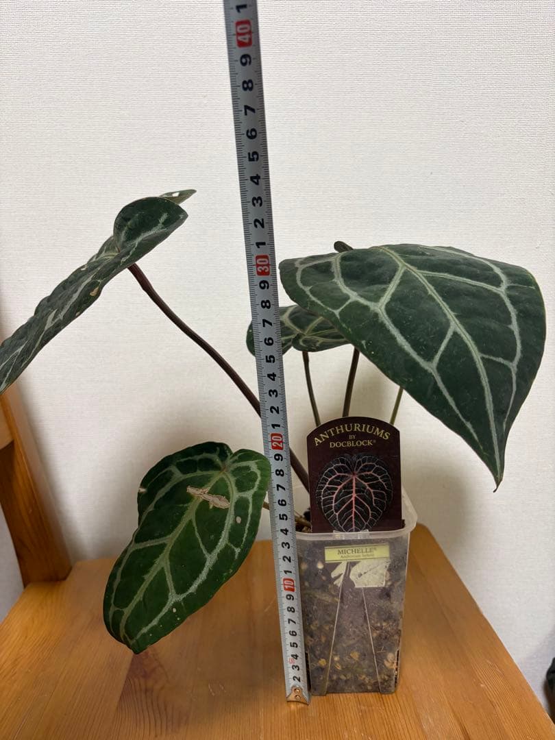 ＊アンスリウム　ミシェル　ドックブロック 3.5号＊