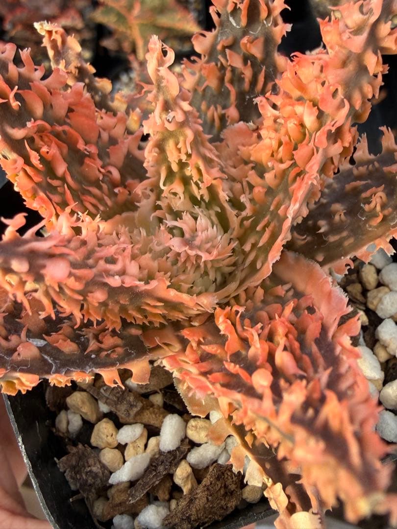 アロエ　ハイブリッド　“Lion Queen”Aloe hybrid 子株第四種