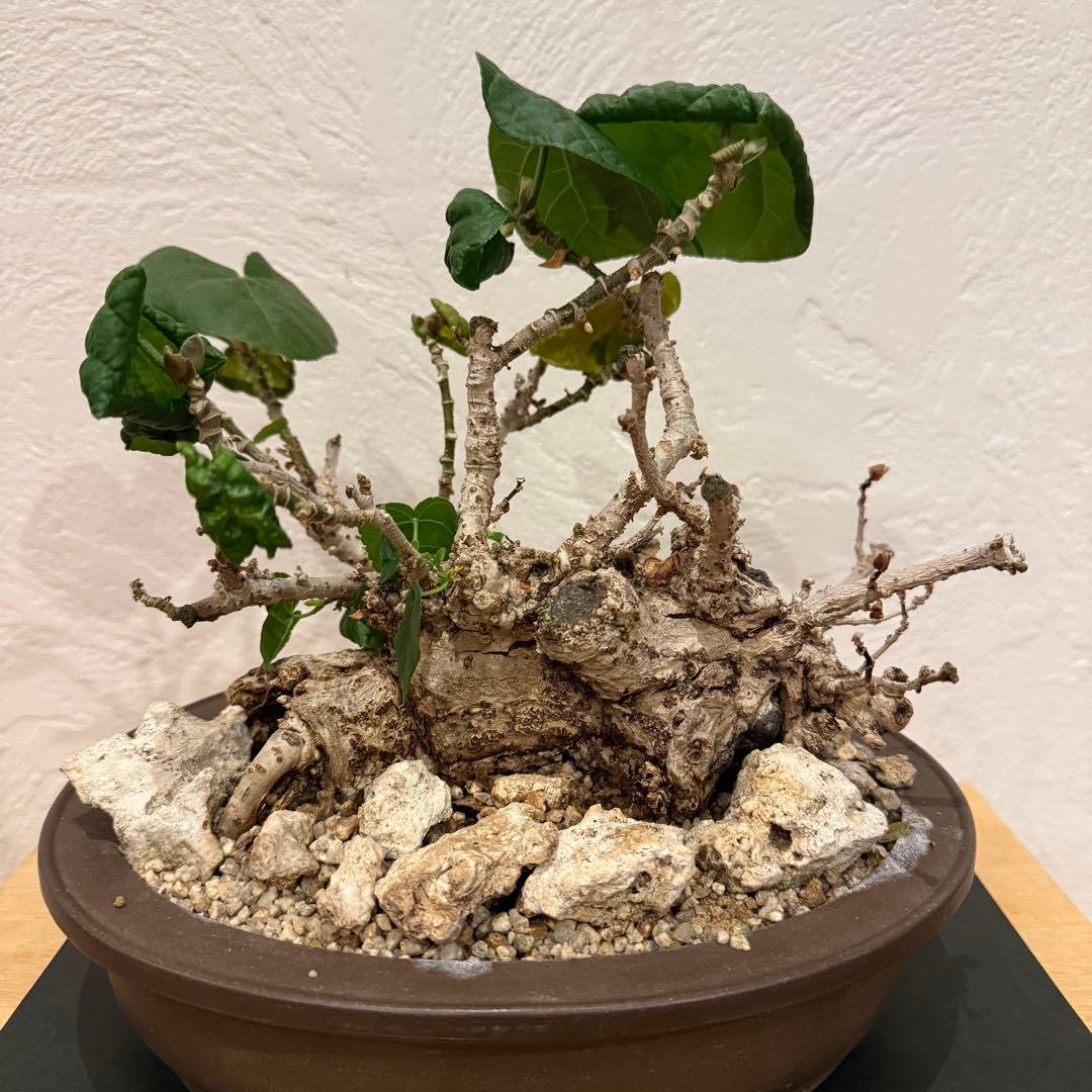 塊根植物 琉球盆栽 オオハマボウ 発根済 盆栽 盆栽風 大人気 鉢込み横21cm