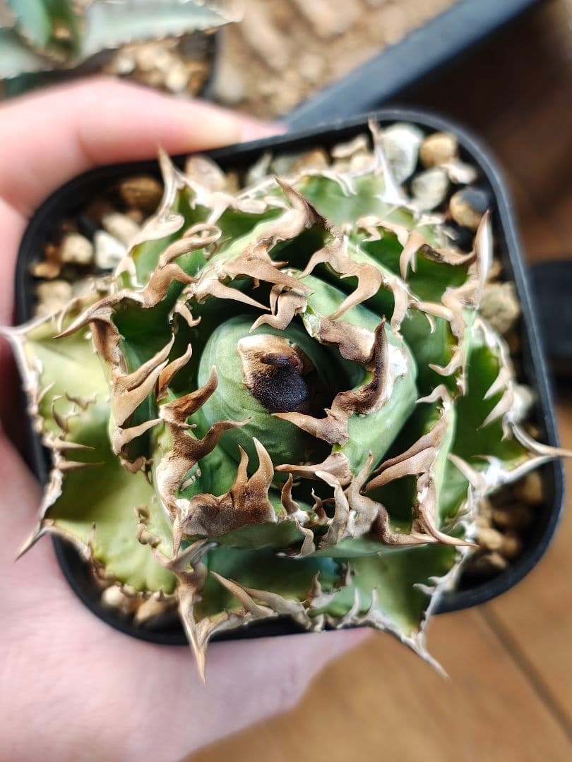 アガベ　実生　クローン