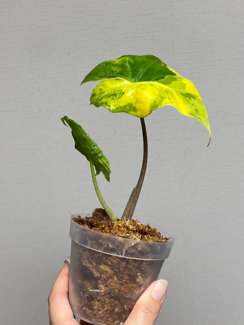 自*間様 【超希少‼️】アロカシア　ポルトドラ/ポルトラ　斑入り　オーレア　黄斑