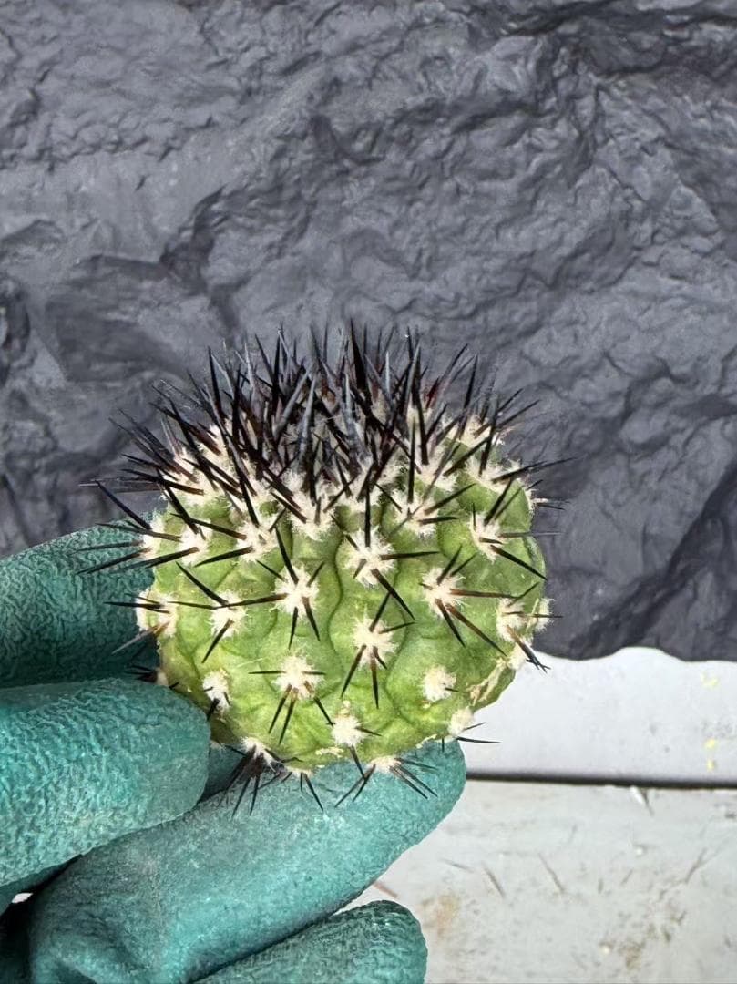 S*i様 コピアポア Copiapoa cinerea 黒王丸 強刺 5株 ③