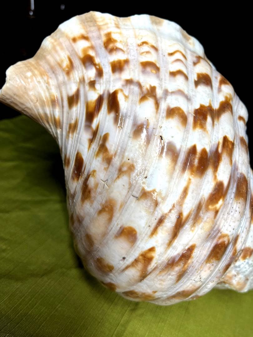 法螺貝　ホラ貝　大きさ約28cm 前後 ホラガイ　ほら貝