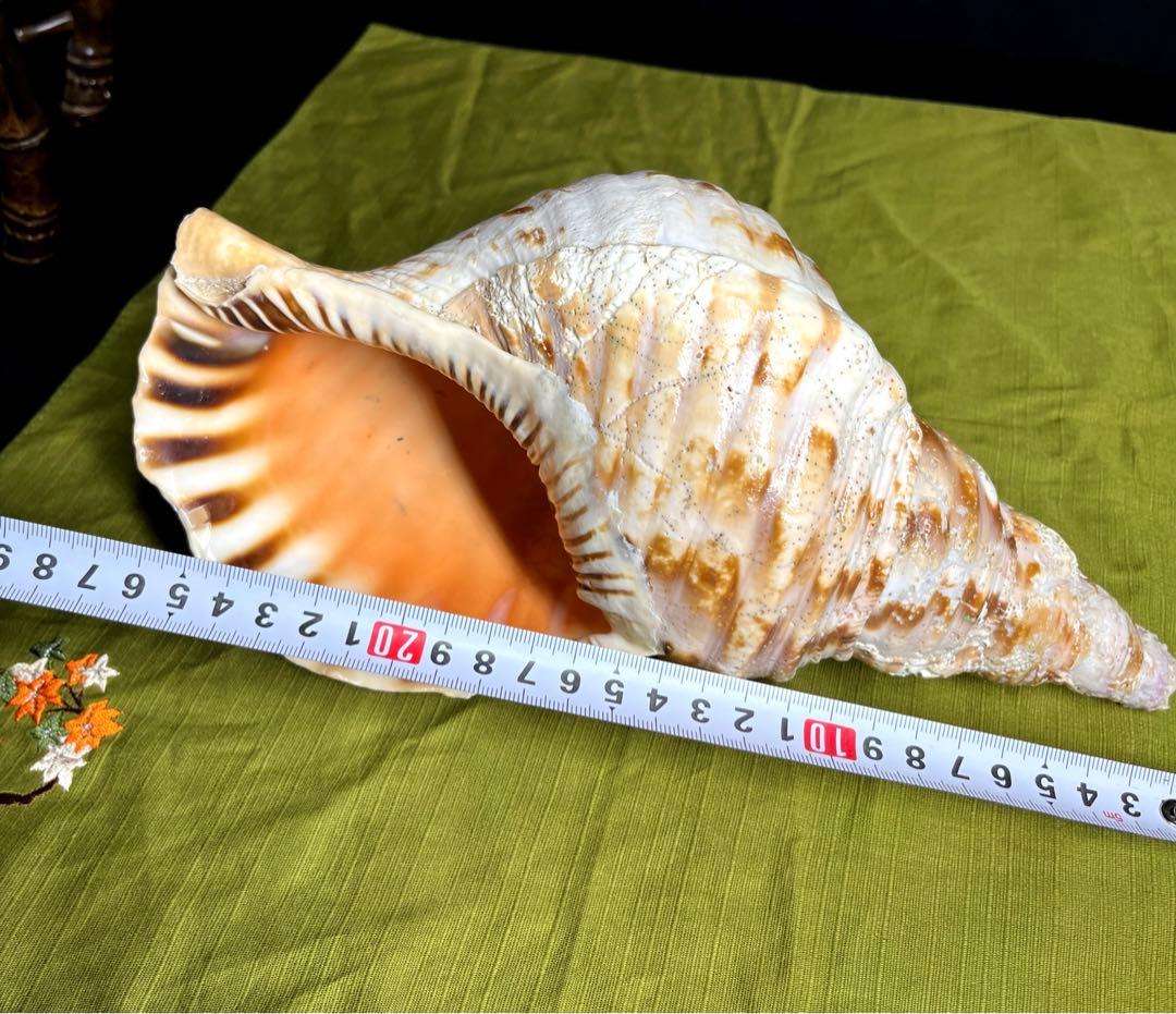 法螺貝　ホラ貝　大きさ約28cm 前後 ホラガイ　ほら貝