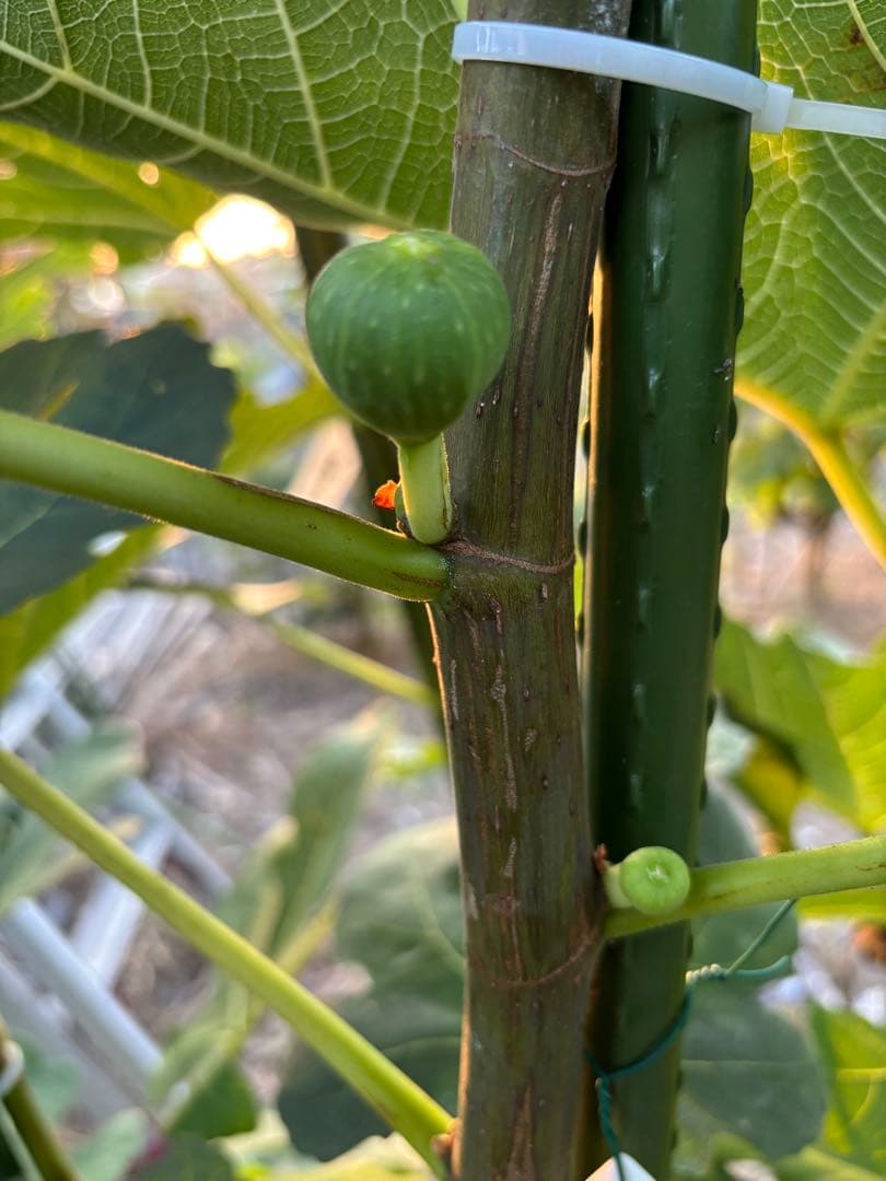 激ヤバ変態いらっしゃい　Campaniere Mutant　イチジク 穂木　　苗