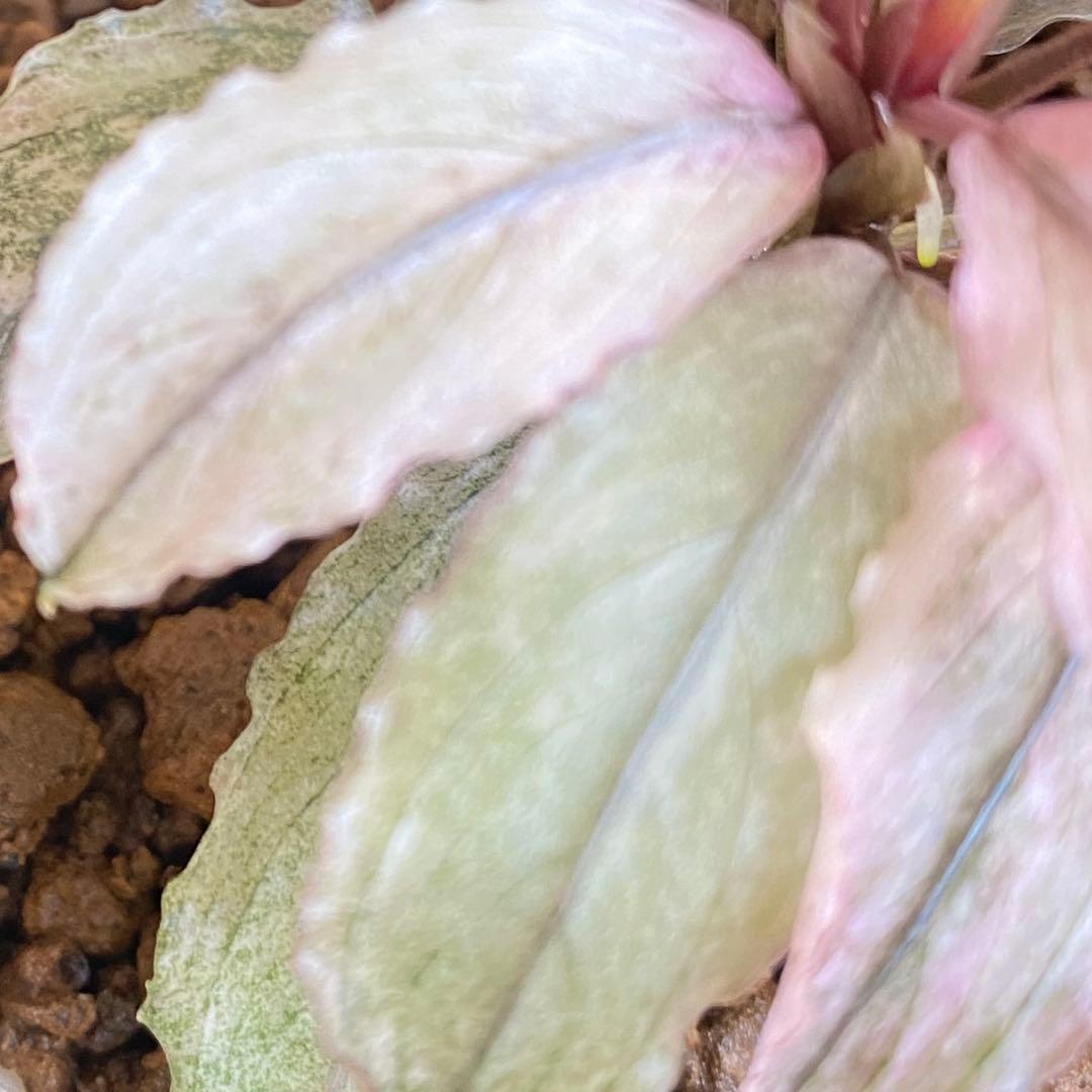 Bucephalandra sp.PinkVariegatedピンクバリエガータ