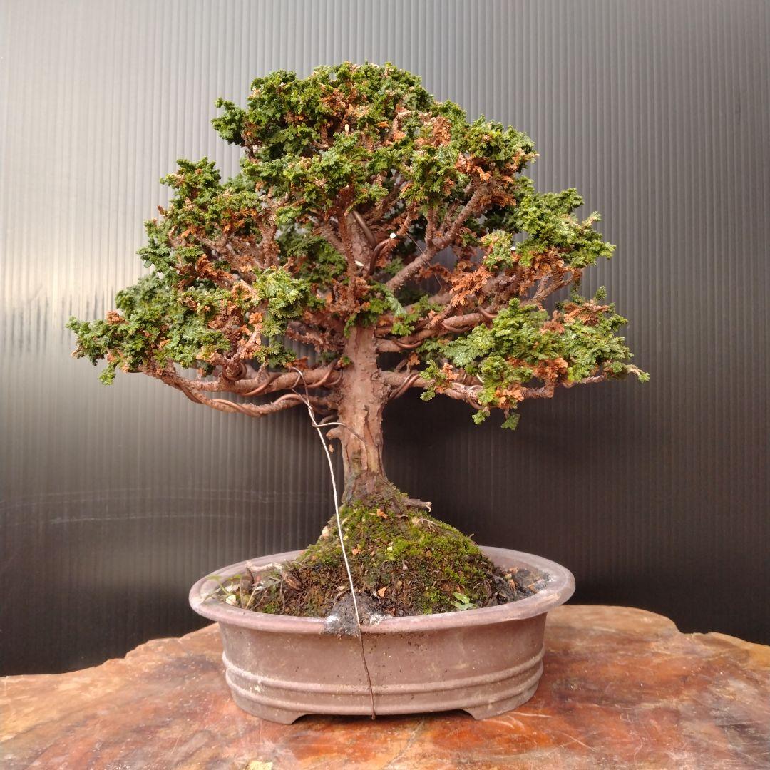 石化ヒノキ盆栽、小品盆栽