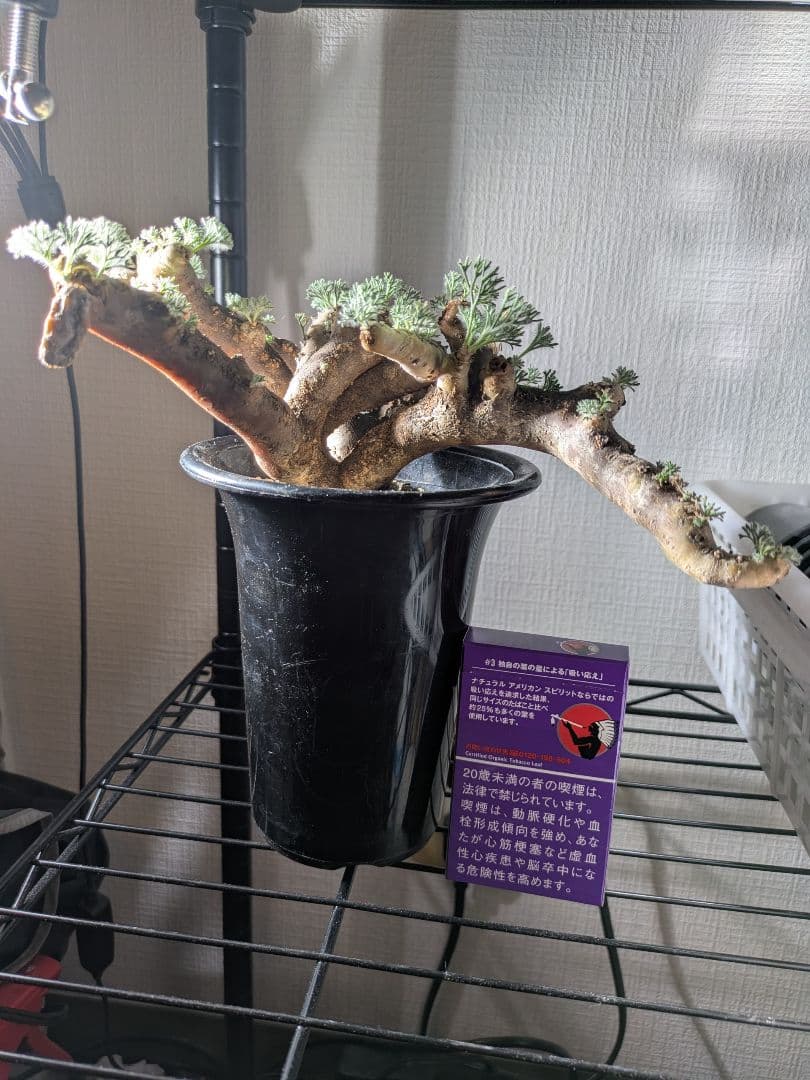 【新春セール！1/7まで 最終値下げ】モンソニア ムルチフィダ ムルチフィズム