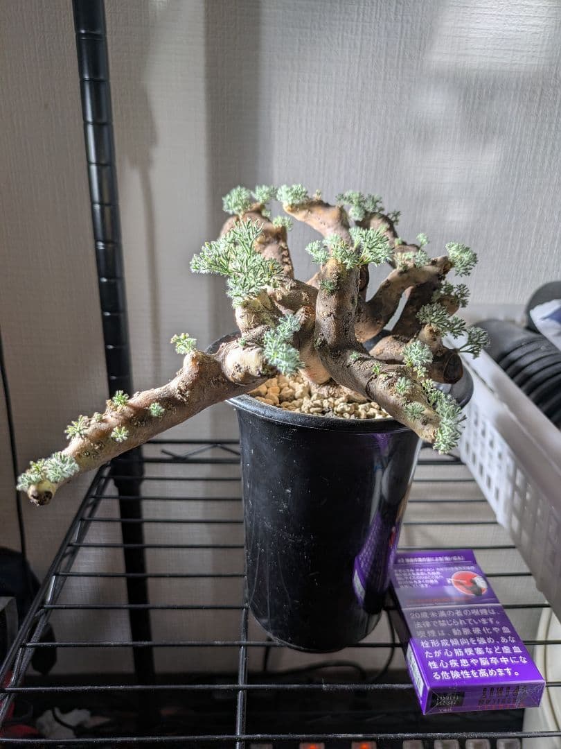 【新春セール！1/7まで 最終値下げ】モンソニア ムルチフィダ ムルチフィズム