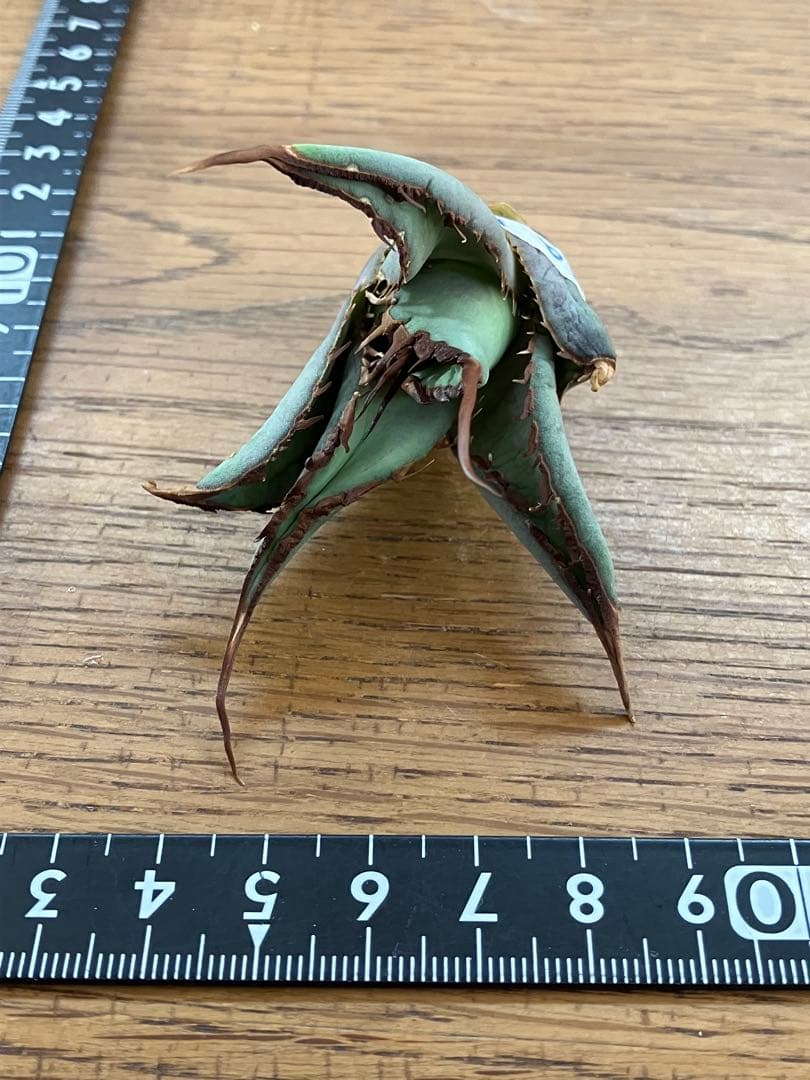 p*r様 【初売りオークション】37 REZA産　イラン株　超長棘　アガベ　タラ