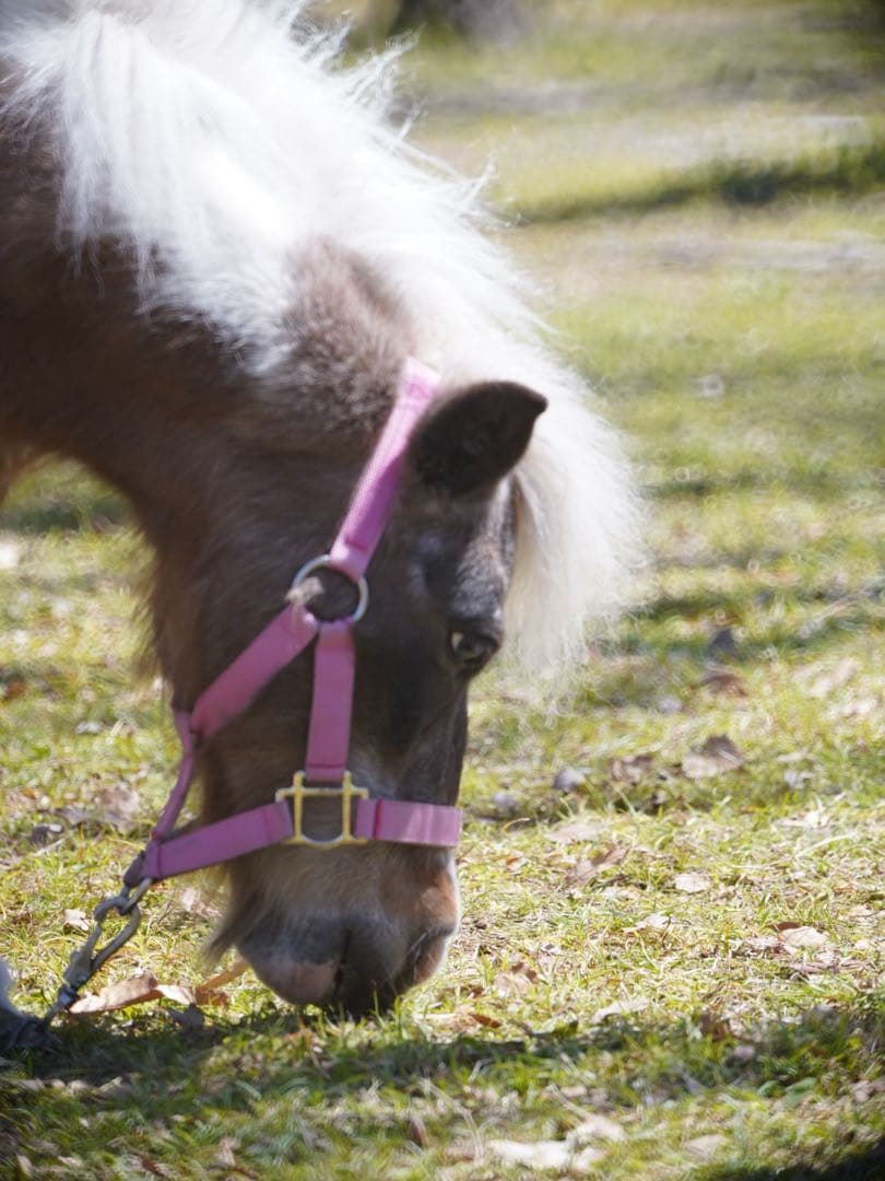 tokina sz 300mm pro reflex 超望遠単焦点　eマウント