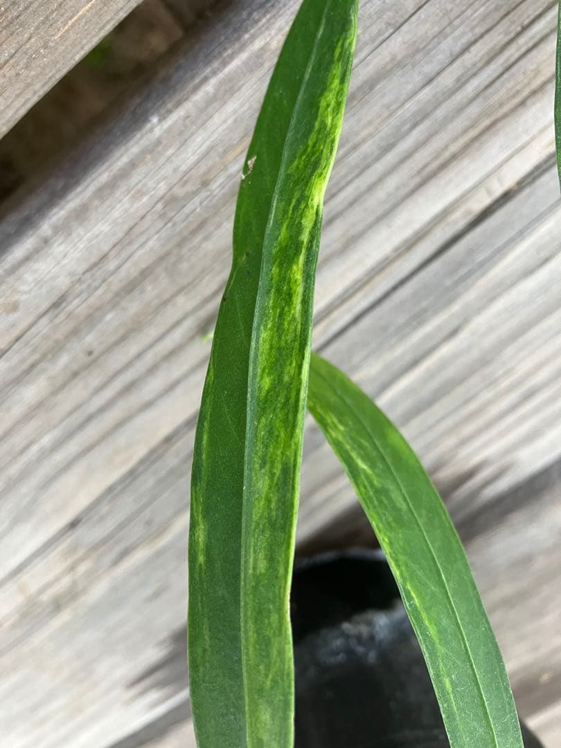 原種系アンスリウム　ビッタリフォリウム　斑入り　実生　レア植物　匿名配送