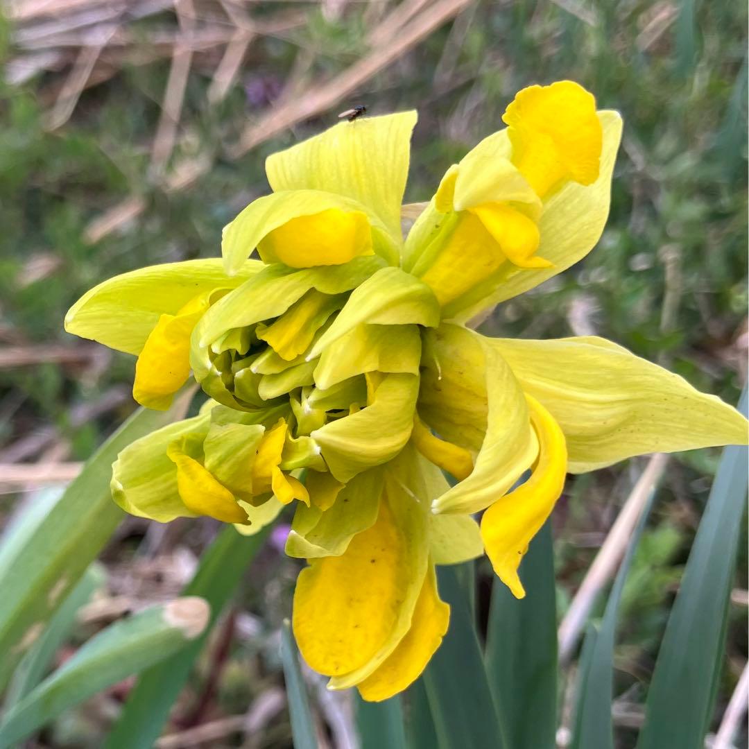 水仙球根 2球 2個 イエロー 黄色 八重咲き フリフリ ひらひら