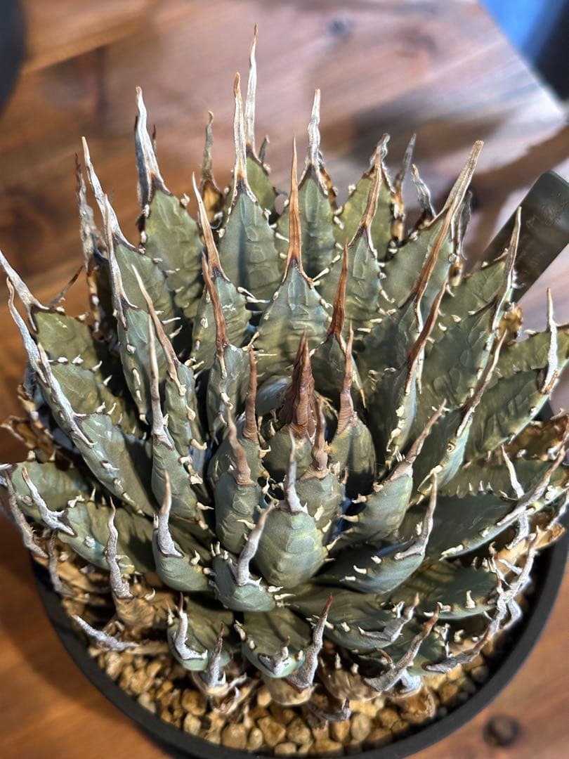 エボリスピナ　アガベ　ユタエンシス　発根済み