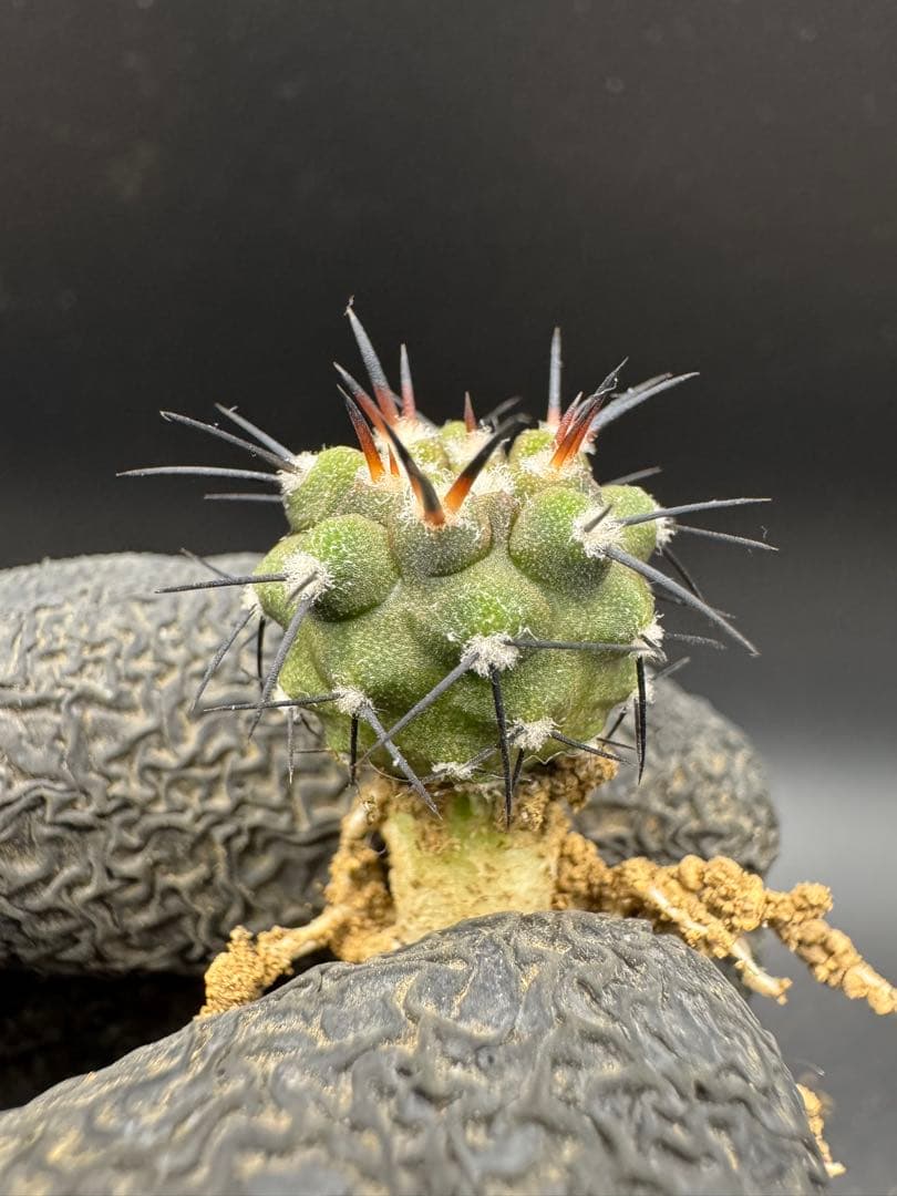 Yu-様 リクエスト 5点 まとめ商品