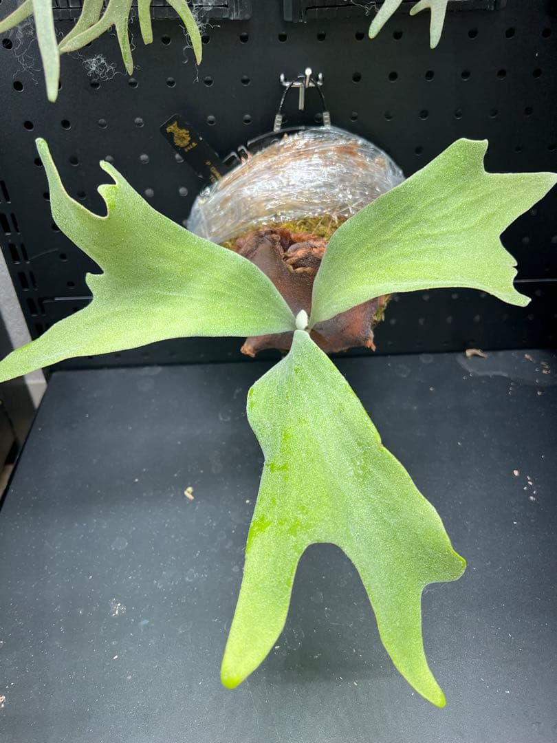 ビカクシダ Platycerium Ginka TC