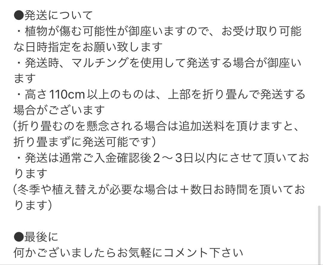 ［現品］【希少】86番　フィカスグランディス　8号　観葉植物　室内　大型　レア
