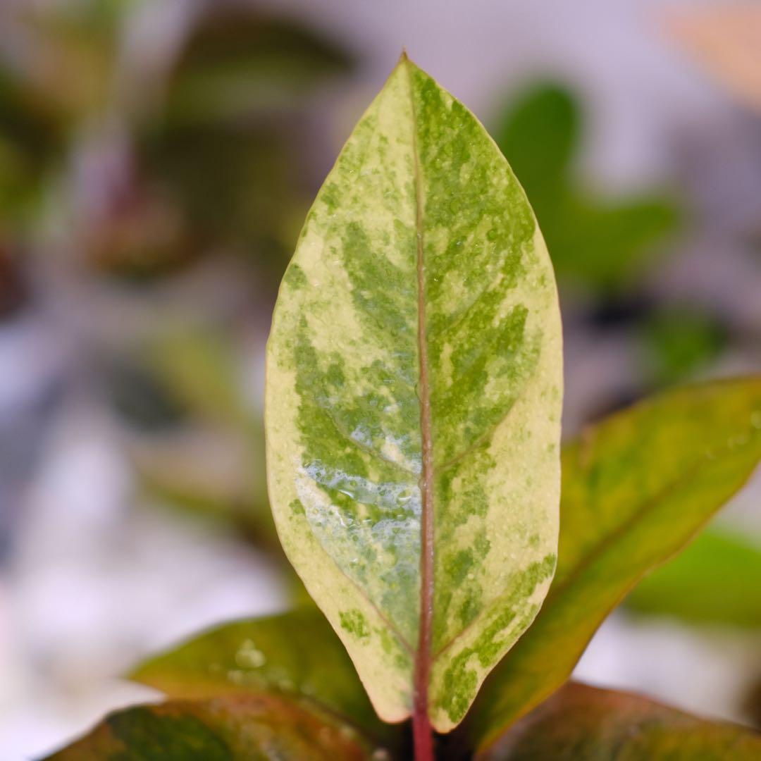 Anthurium Hookeri Sweeta Pink Polkadot ③
