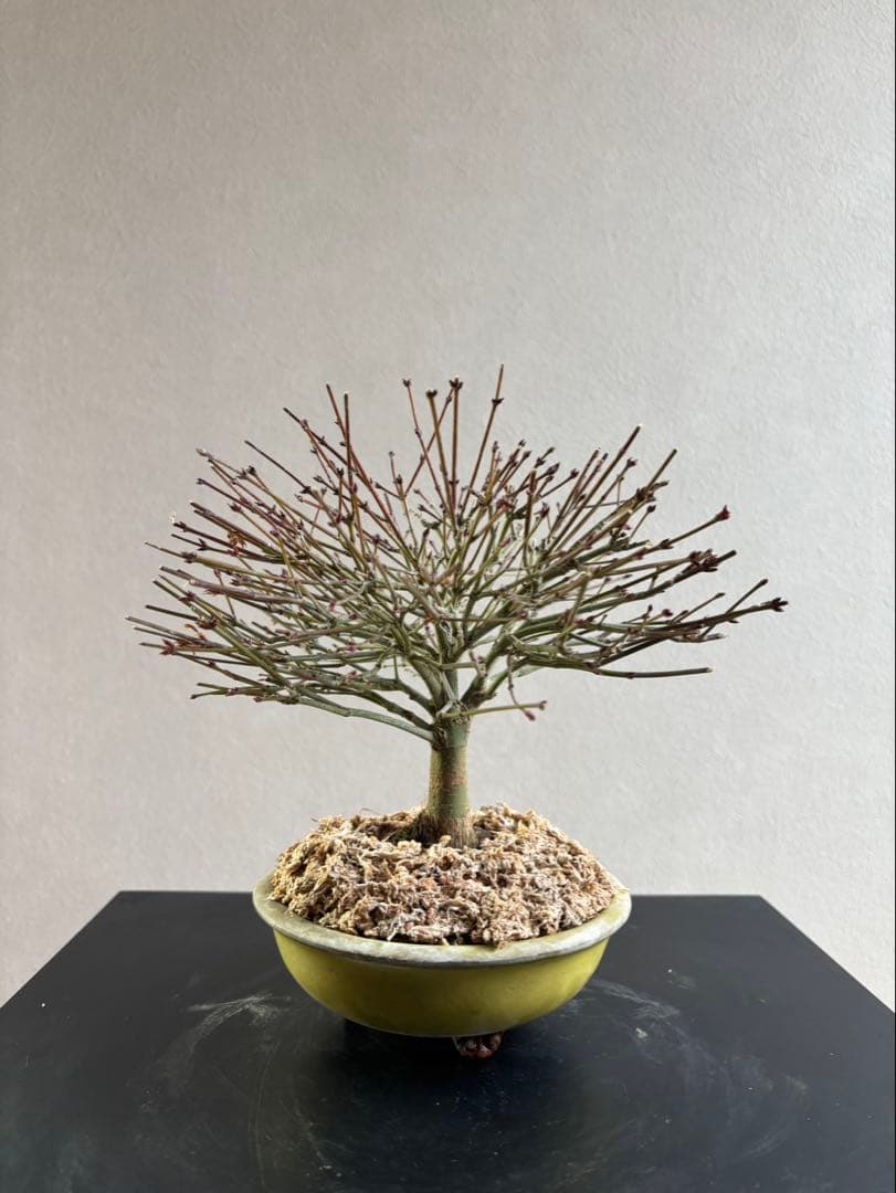 イ*イ様 清姫もみじ　盆栽　八房紅葉　箒作り　小品　樹齢約20年