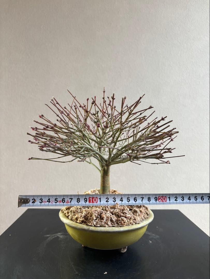 イ*イ様 清姫もみじ　盆栽　八房紅葉　箒作り　小品　樹齢約20年