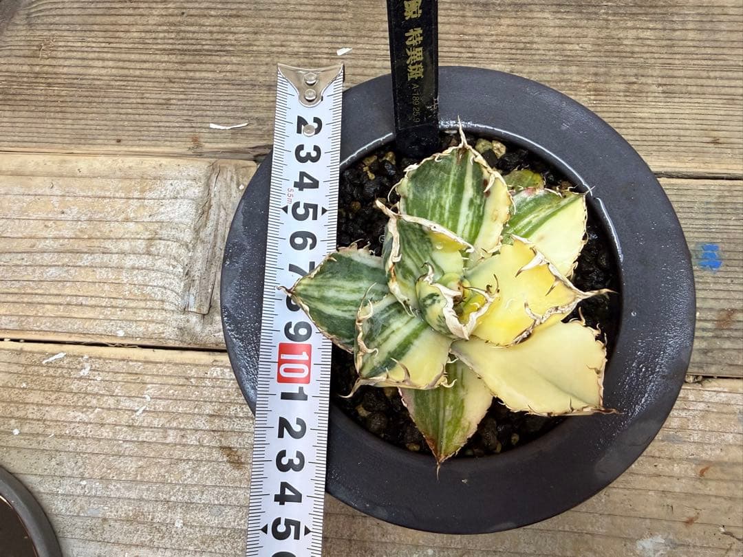 【超超希少株】白鯨錦　縞班　全班【コレクション株】【発根済】【小石原焼】