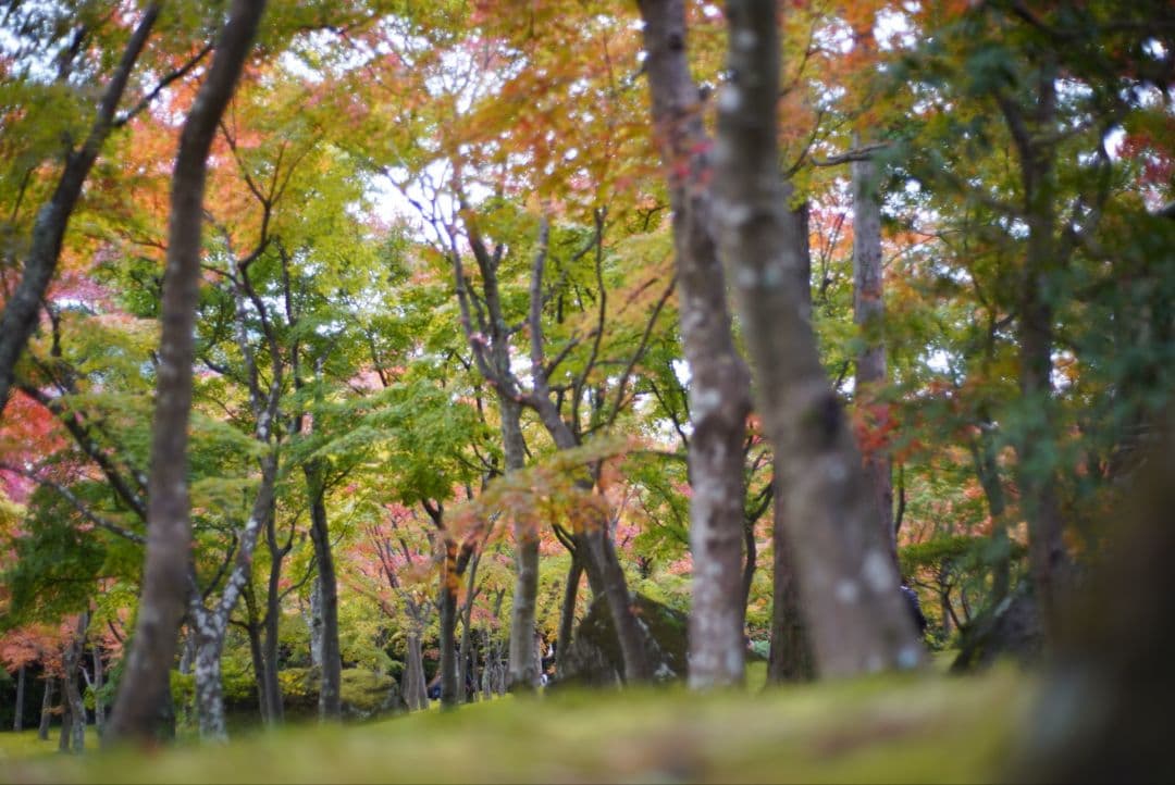 【動作確認済】Nikon Ai-s 50mm f1.8 パンケーキレンズ