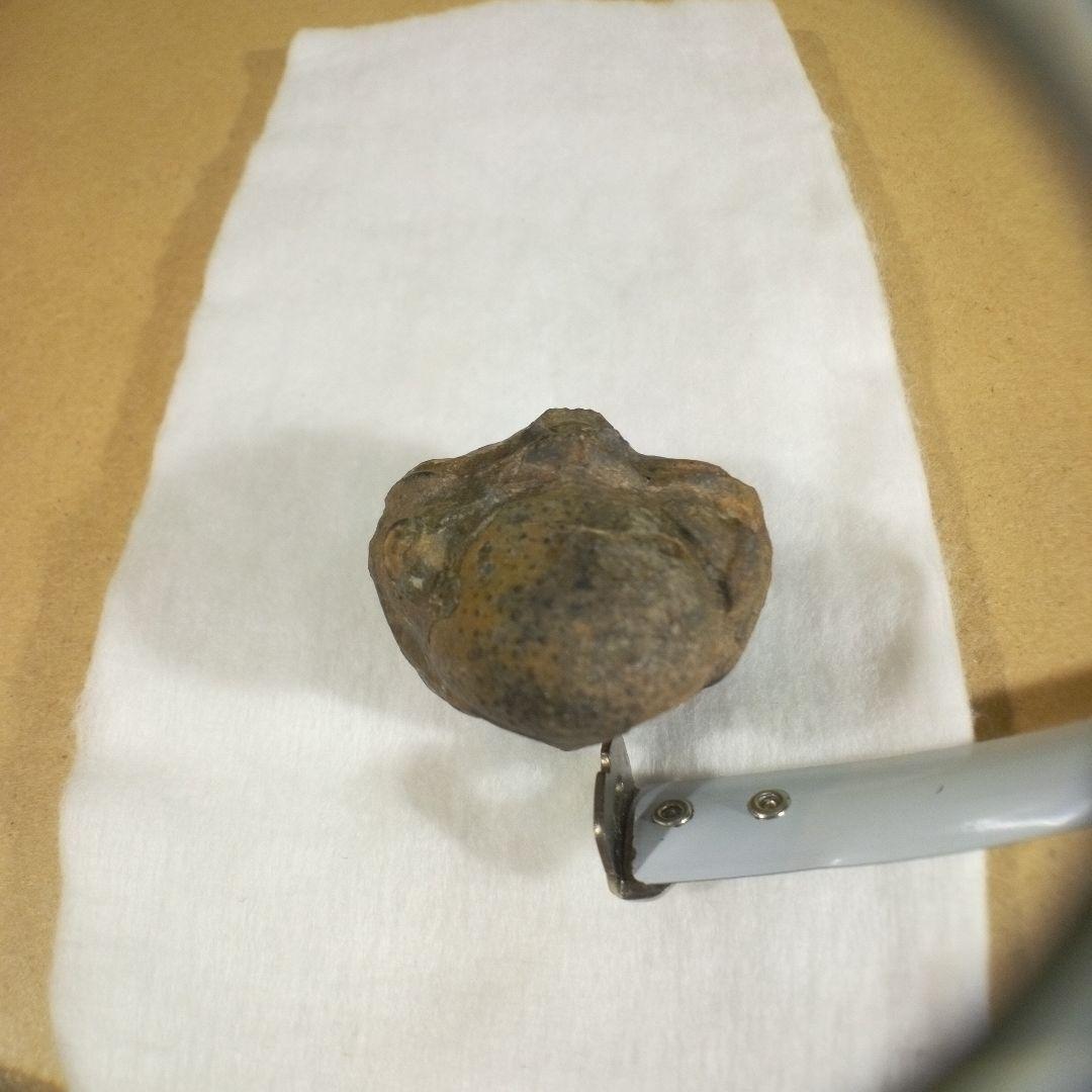 三葉虫　化石　三葉虫化石　究極のレトロ　fossil　ボリビア産　化石管理番号⑪