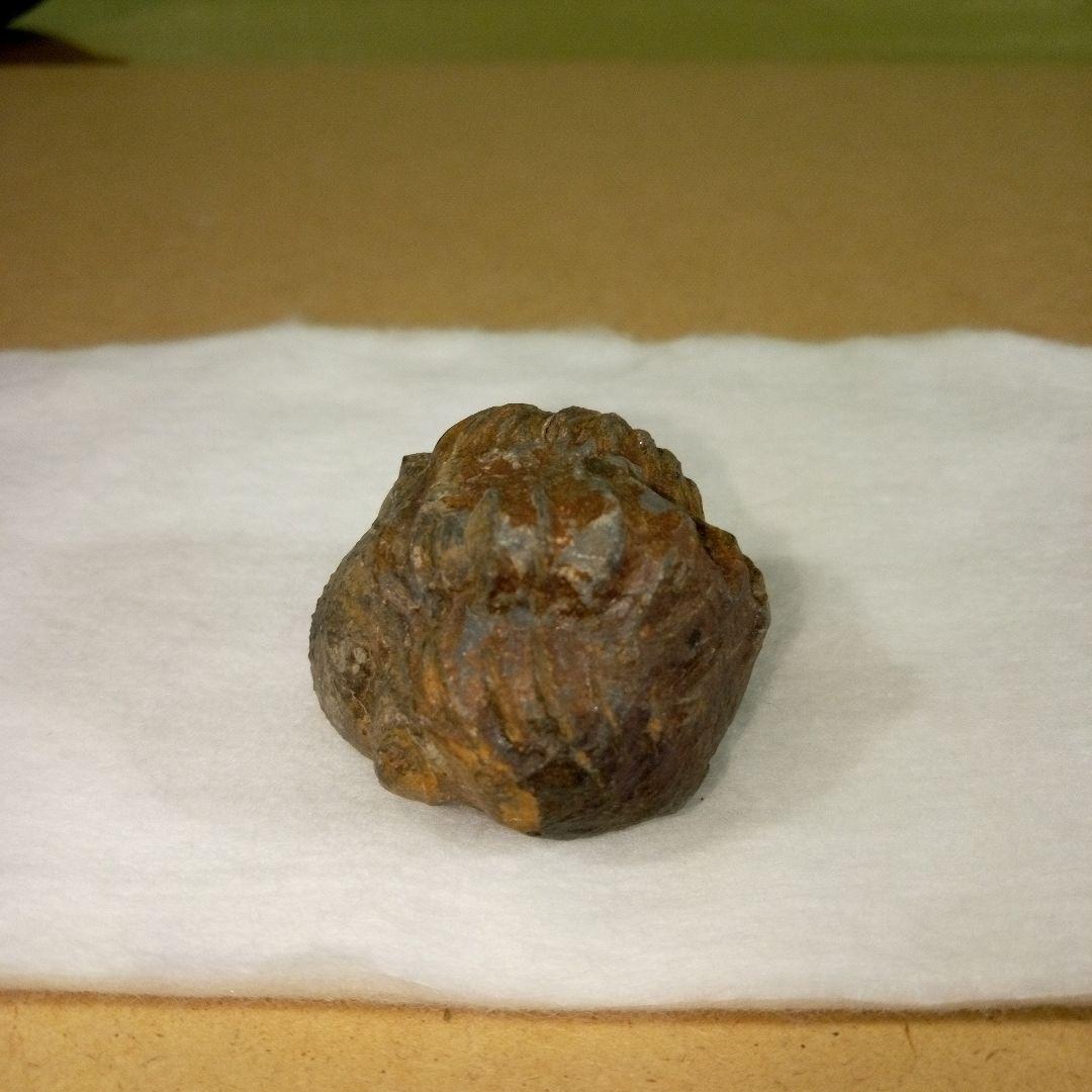 三葉虫　化石　三葉虫化石　究極のレトロ　fossil　ボリビア産　化石管理番号⑪