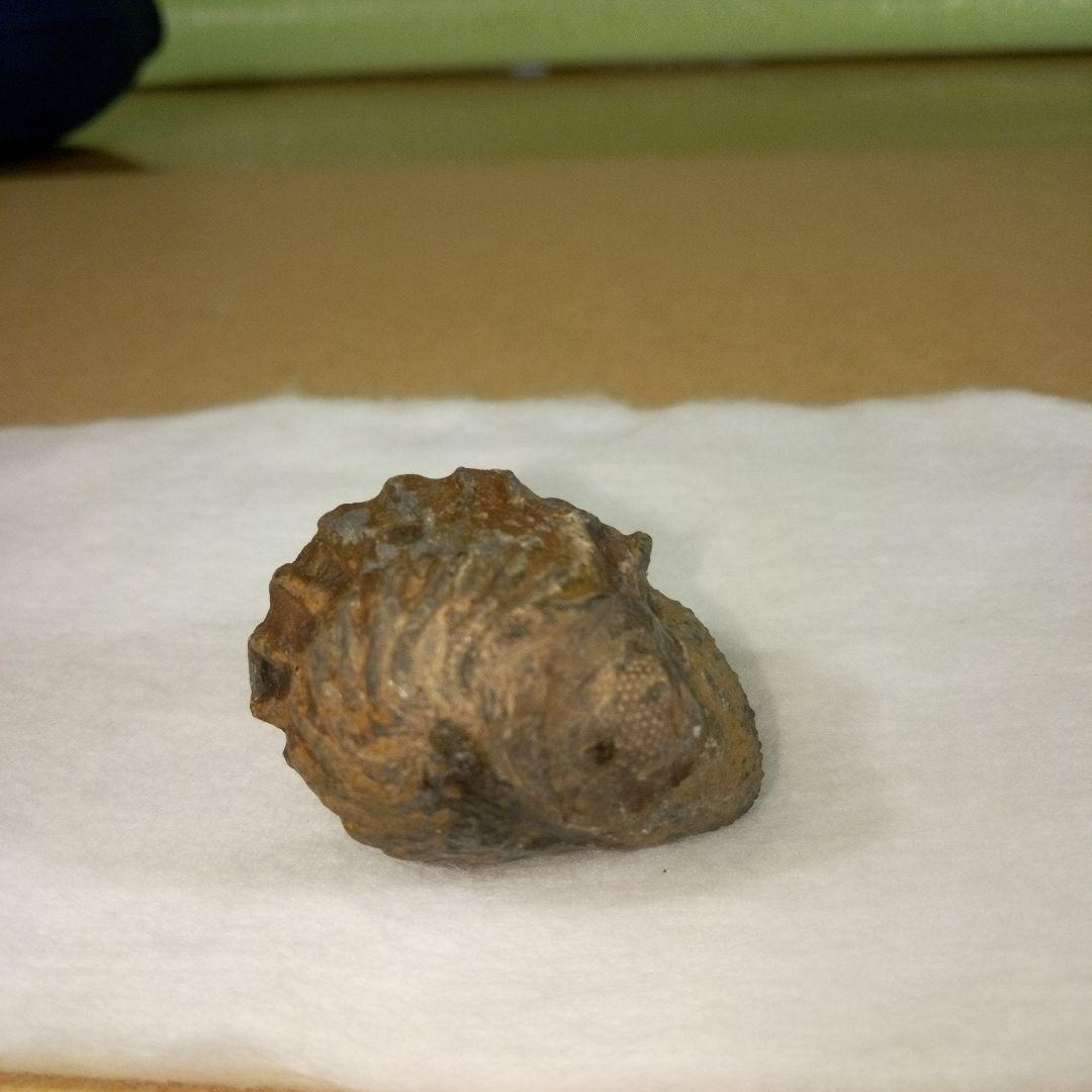 三葉虫　化石　三葉虫化石　究極のレトロ　fossil　ボリビア産　化石管理番号⑪