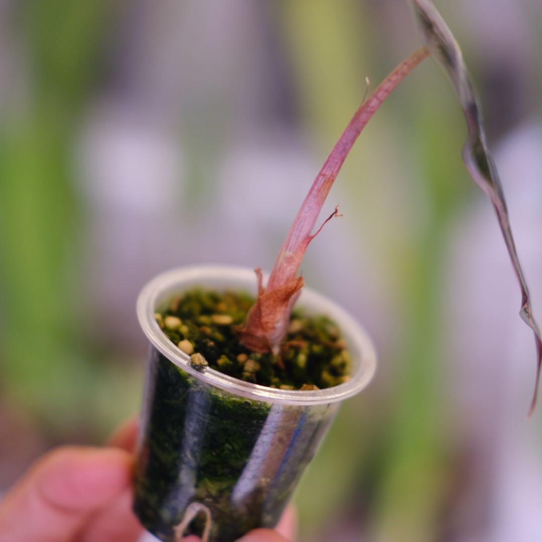 Alocasia Amazonica Polly Pink｜アロカシア