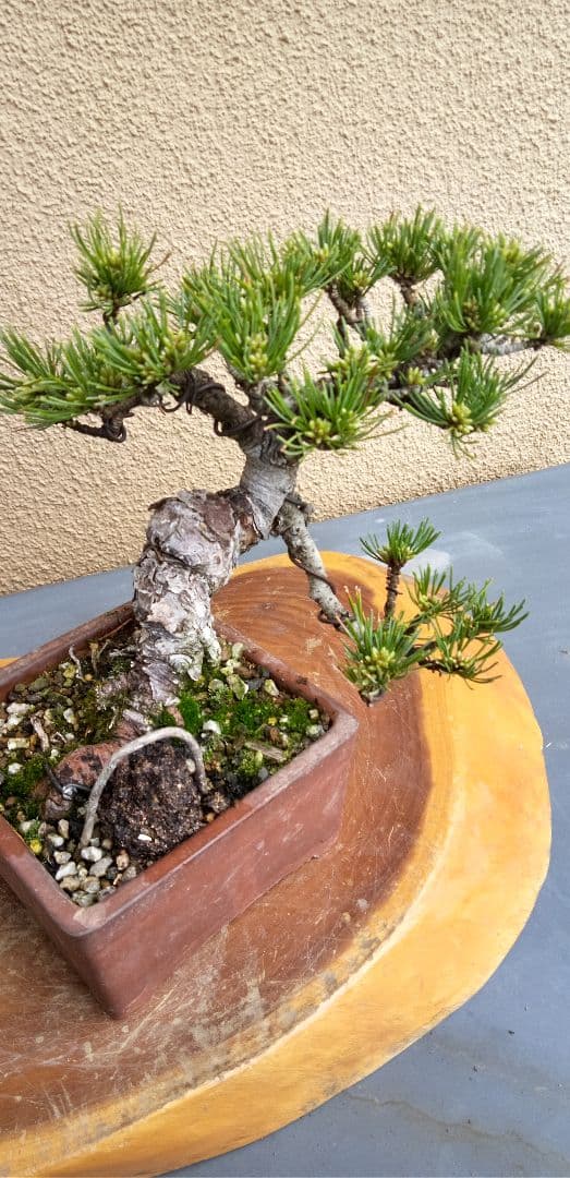 ひで小品盆栽五葉松